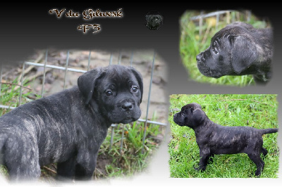 du Gilwesk - Cane Corso - Portée née le 07/09/2024