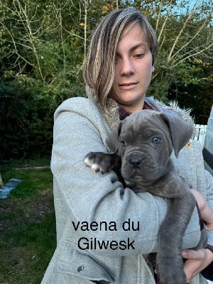 vaena   du Gilwesk   2