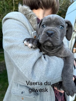 vaena   du Gilwesk   2