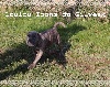 Loulou TOONS du Gilwesk