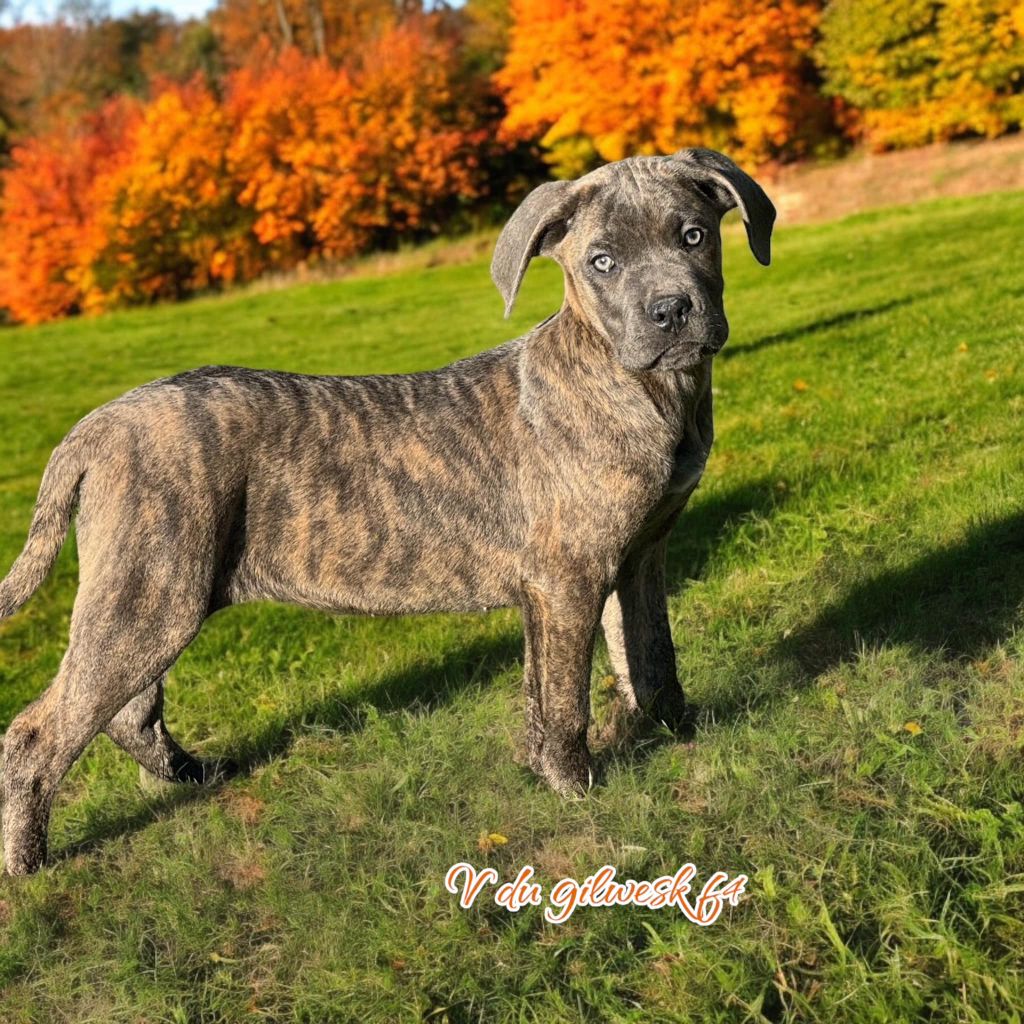 du Gilwesk - Chiot disponible  - Cane Corso