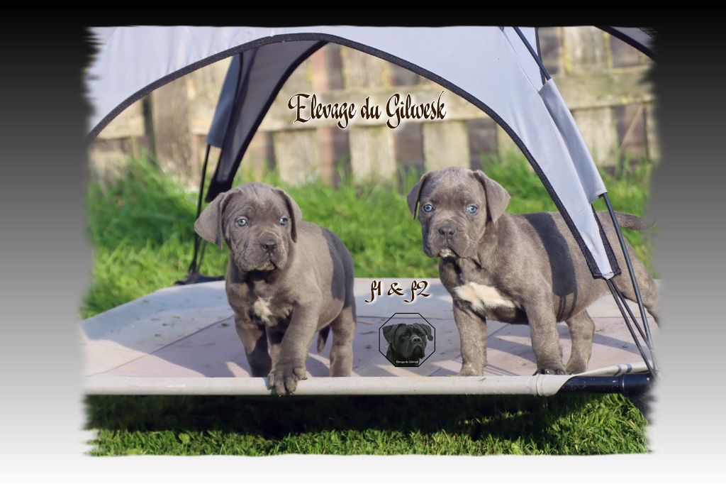 chiot Cane Corso du Gilwesk