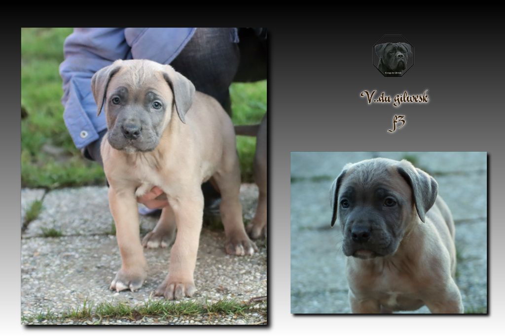 du Gilwesk - Chiot disponible  - Cane Corso