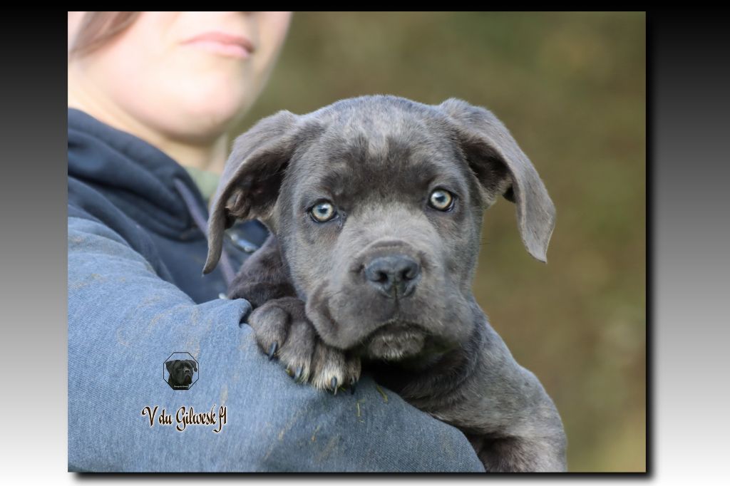 du Gilwesk - Chiot disponible  - Cane Corso