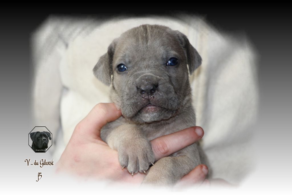 du Gilwesk - Chiot disponible  - Cane Corso