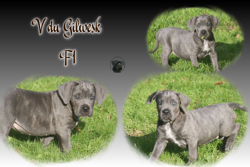 du Gilwesk - Chiot disponible  - Cane Corso