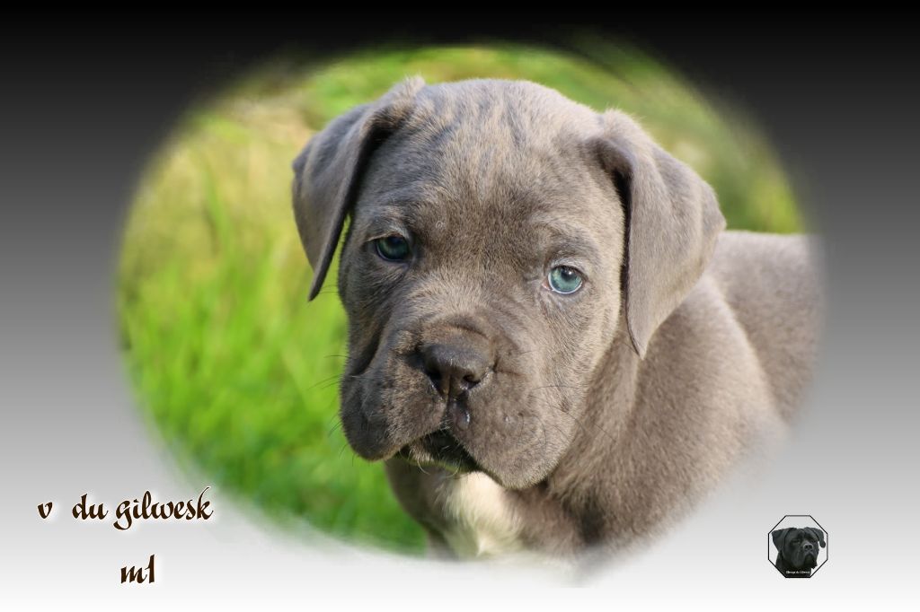 du Gilwesk - Chiot disponible  - Cane Corso