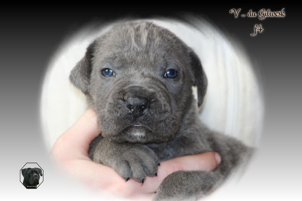 du Gilwesk - Chiot disponible  - Cane Corso