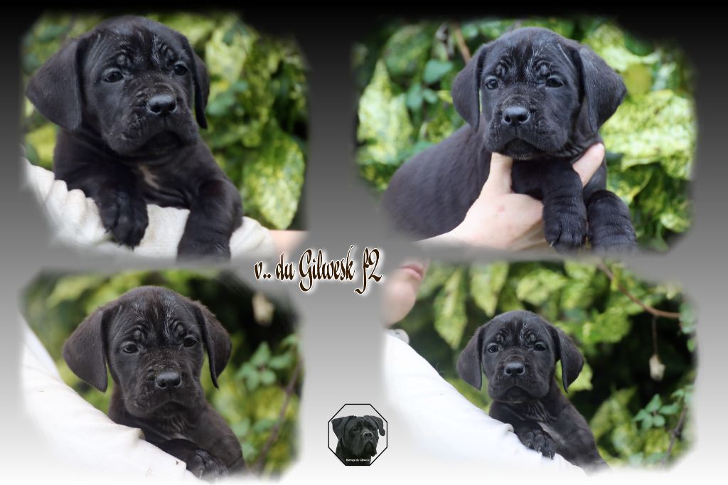 du Gilwesk - Chiot disponible  - Cane Corso