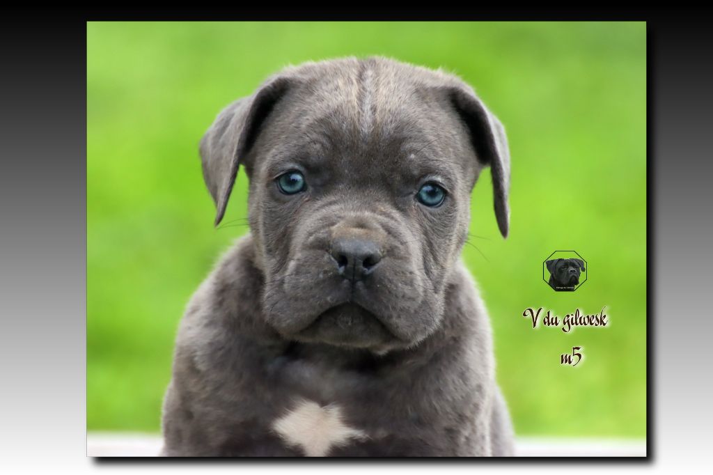 du Gilwesk - Chiot disponible  - Cane Corso