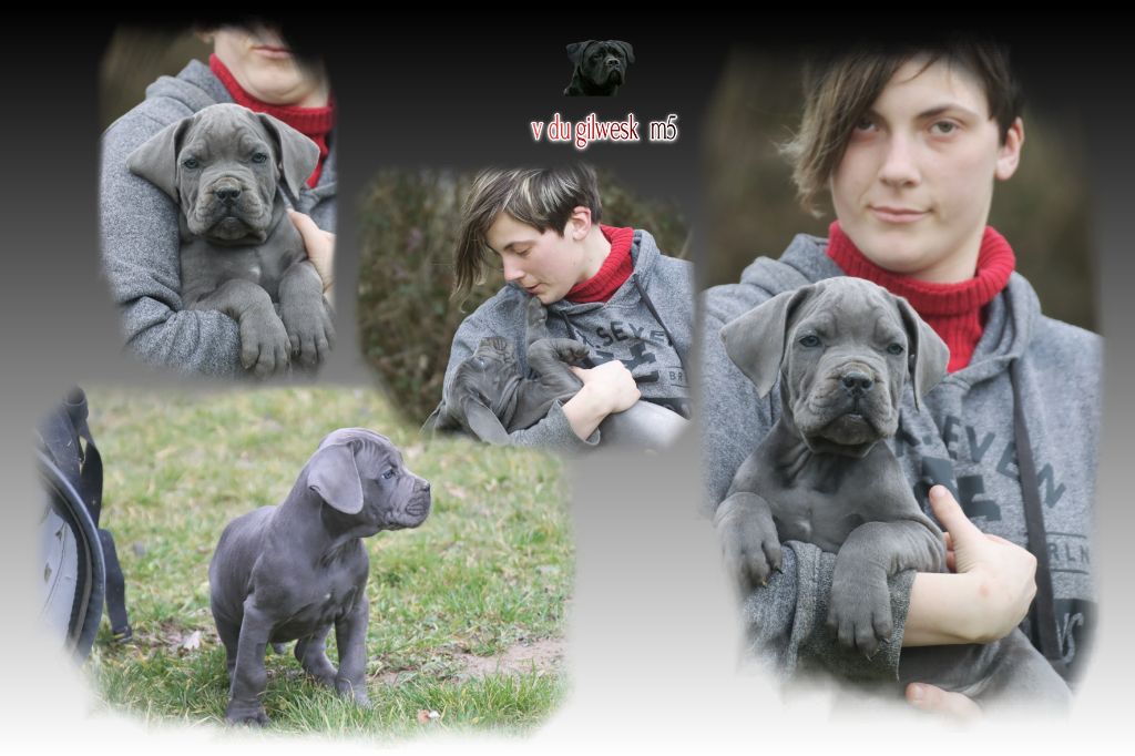 du Gilwesk - Chiot disponible  - Cane Corso