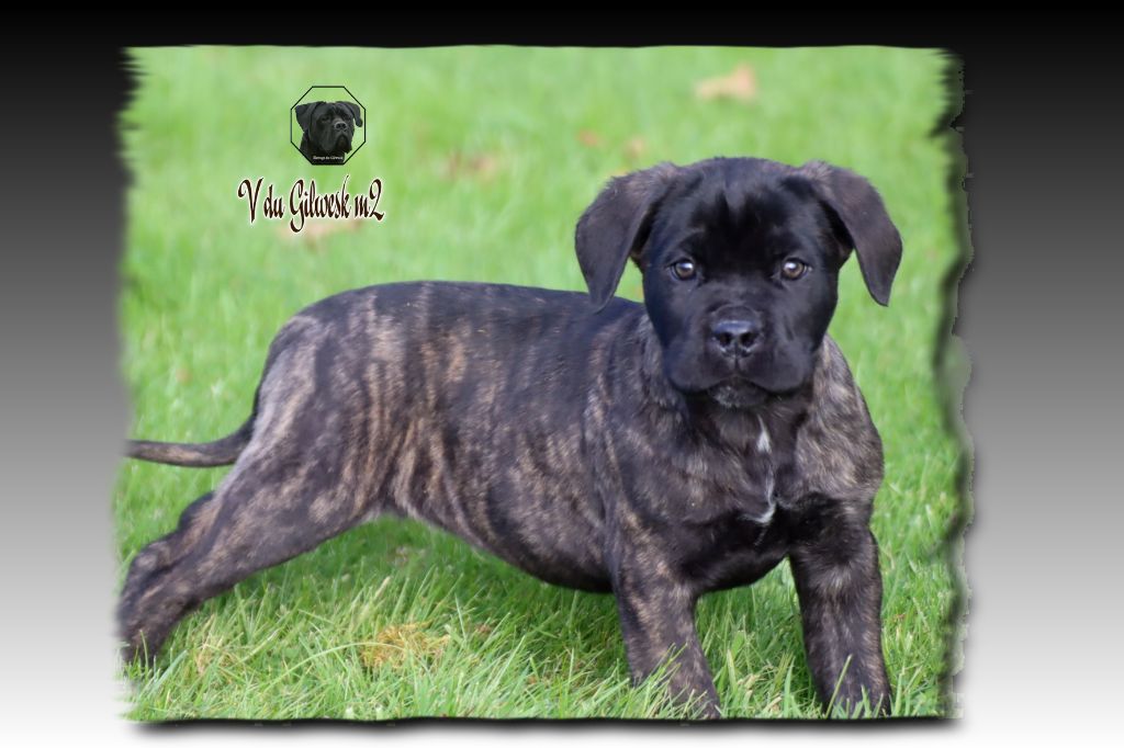 du Gilwesk - Chiot disponible  - Cane Corso