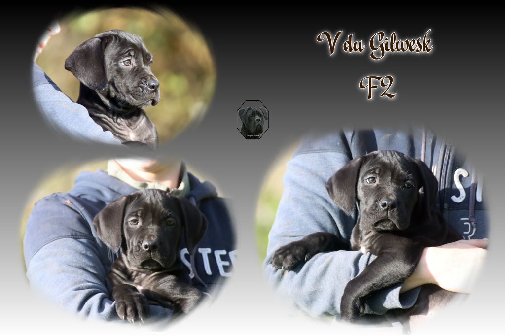 du Gilwesk - Chiot disponible  - Cane Corso