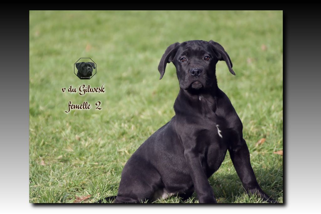 du Gilwesk - Chiot disponible  - Cane Corso