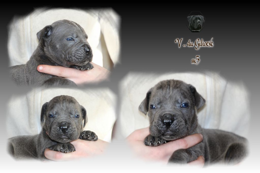 du Gilwesk - Chiot disponible  - Cane Corso