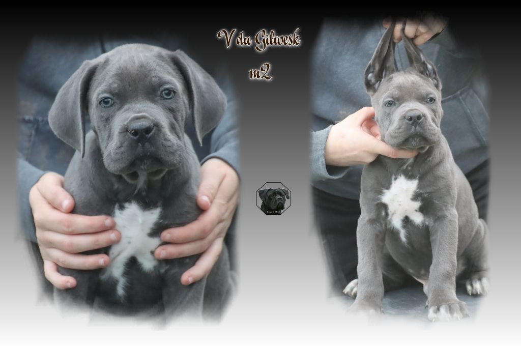 du Gilwesk - Chiot disponible  - Cane Corso