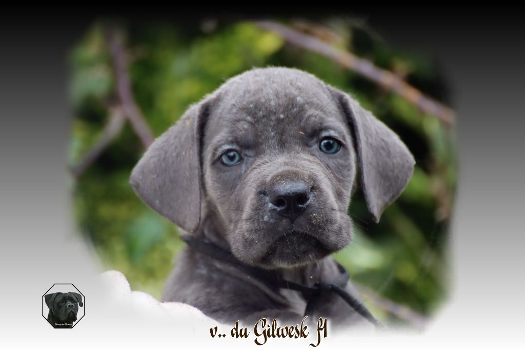 du Gilwesk - Chiot disponible  - Cane Corso