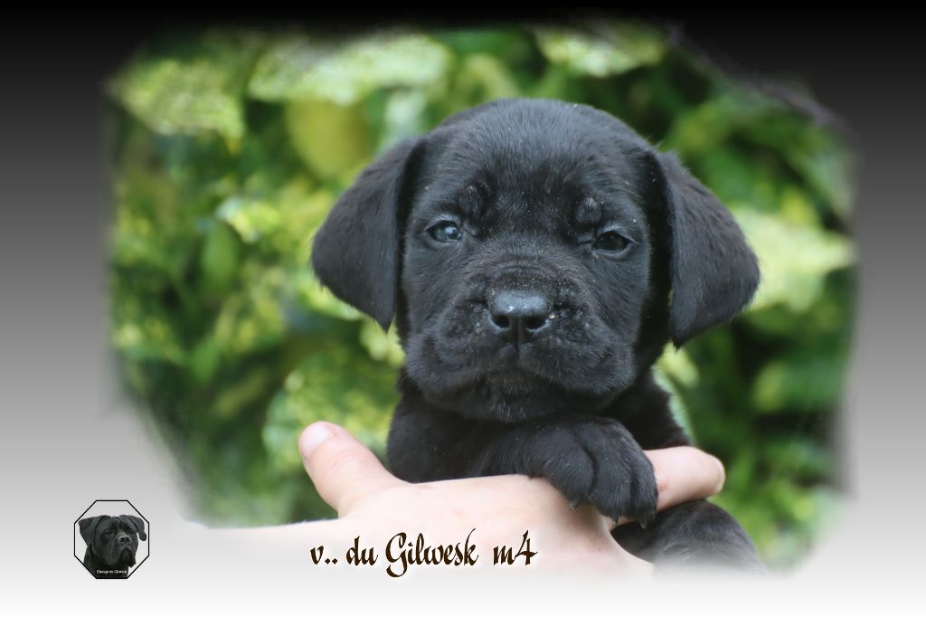 du Gilwesk - Chiot disponible  - Cane Corso