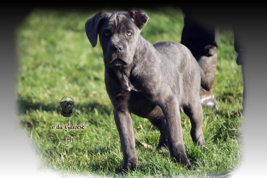 du Gilwesk - Chiot disponible  - Cane Corso