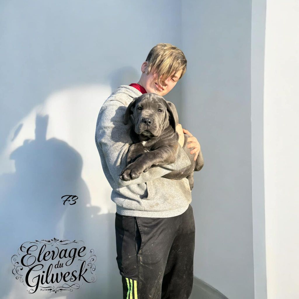 du Gilwesk - Chiot disponible  - Cane Corso