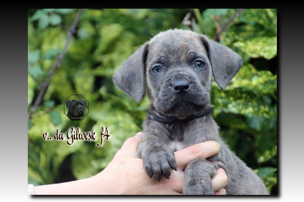 du Gilwesk - Chiot disponible  - Cane Corso