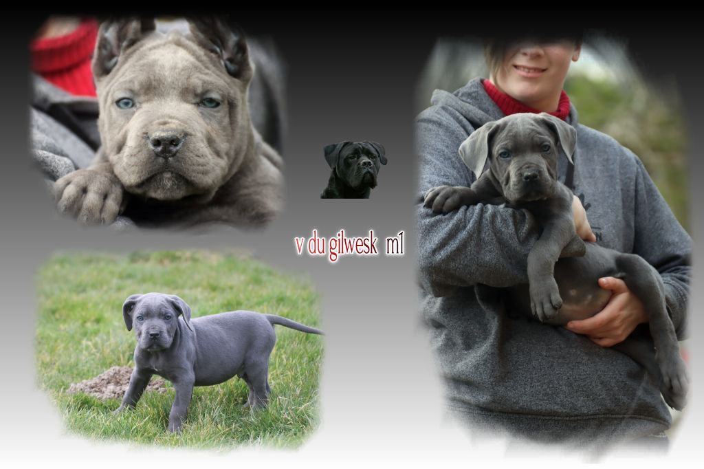 du Gilwesk - Chiot disponible  - Cane Corso