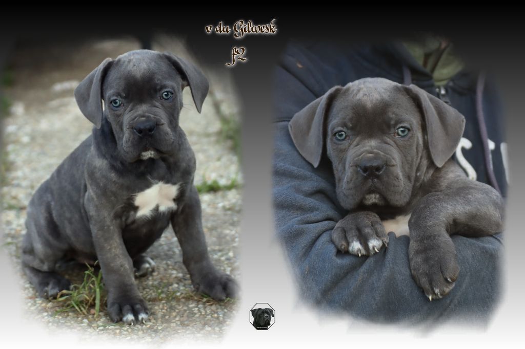 du Gilwesk - Chiot disponible  - Cane Corso