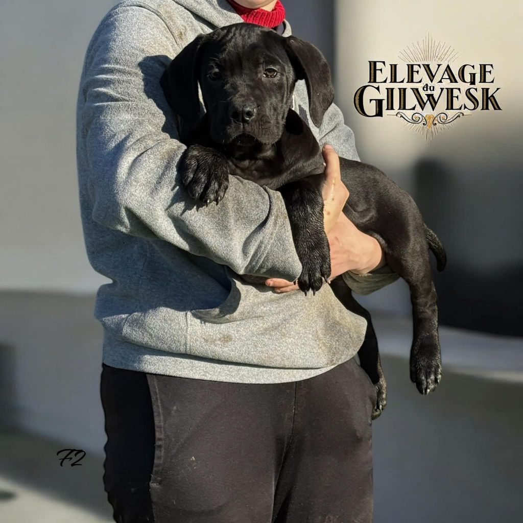 du Gilwesk - Chiot disponible  - Cane Corso