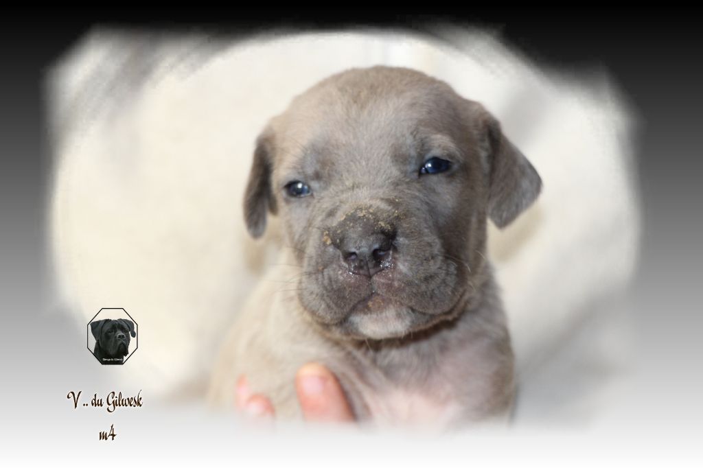 du Gilwesk - Chiot disponible  - Cane Corso