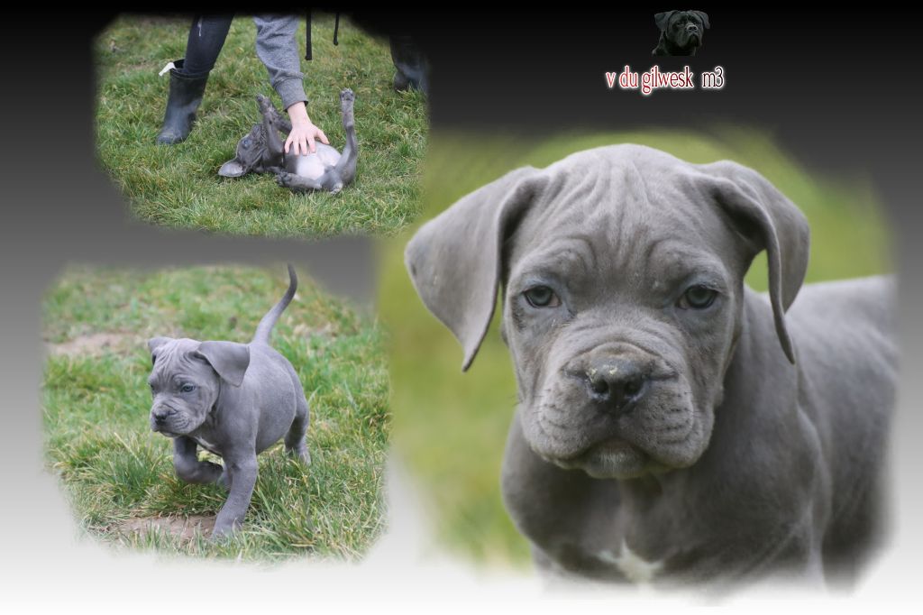 du Gilwesk - Chiot disponible  - Cane Corso