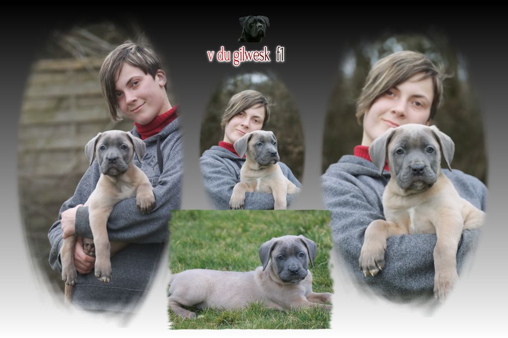 du Gilwesk - Chiot disponible  - Cane Corso