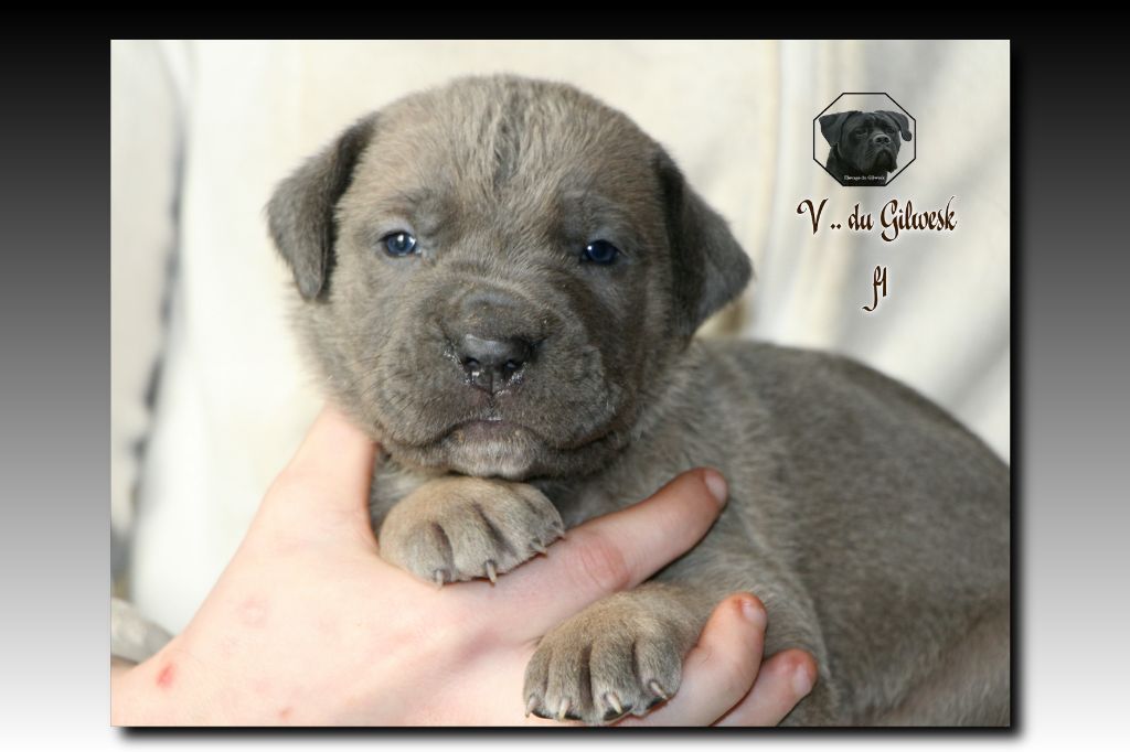 du Gilwesk - Chiot disponible  - Cane Corso