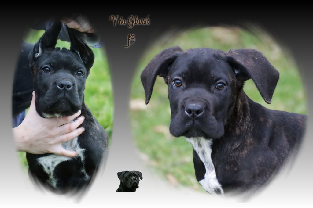 du Gilwesk - Chiot disponible  - Cane Corso