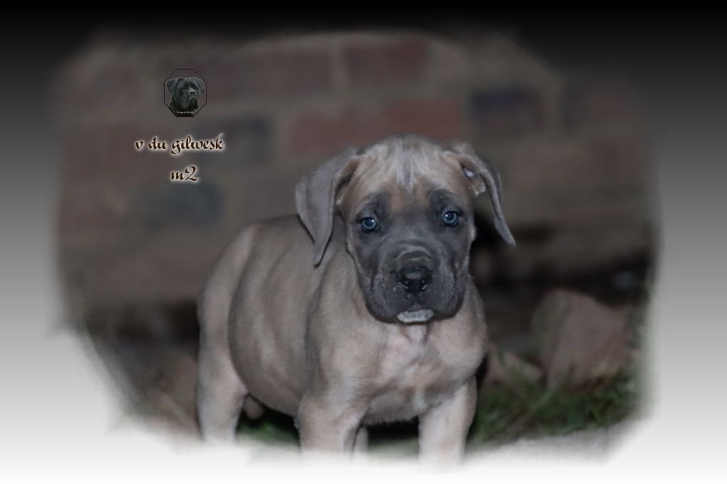 du Gilwesk - Chiot disponible  - Cane Corso