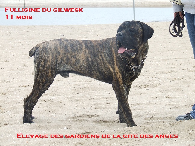 Fulligine du Gilwesk
