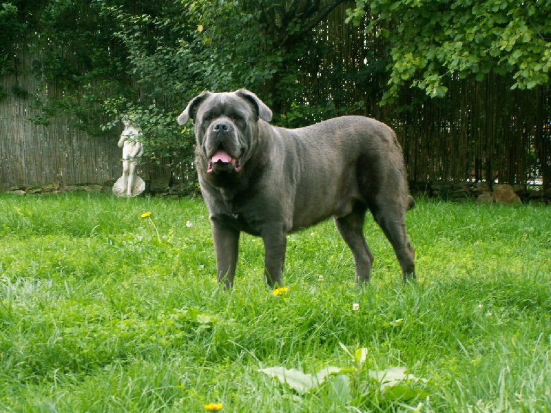 Enzo du Gilwesk