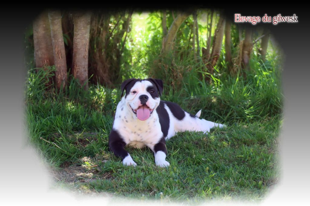 Vali the Breeding Winner