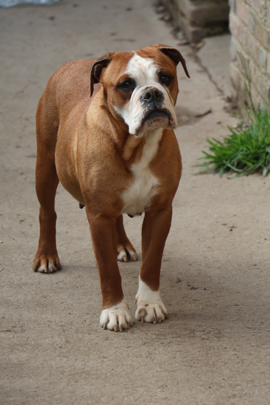 Tai Monty's bull Du puech d 'argent
