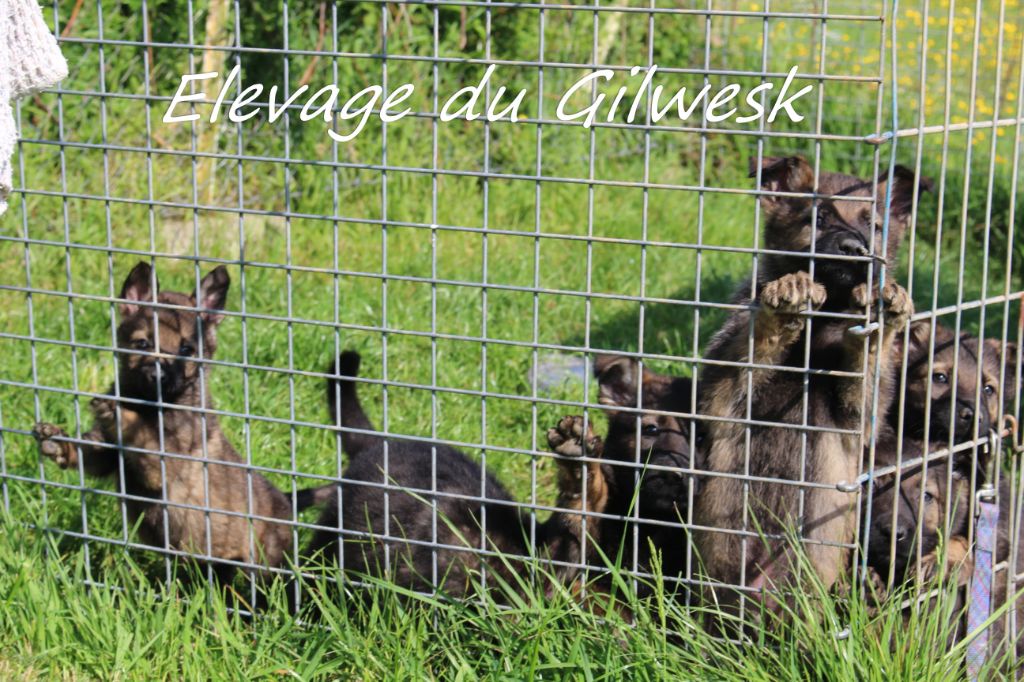 chiots disponibles  a vendre  !!! visite veto ok   