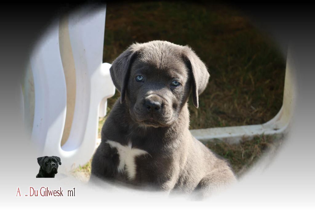 du Gilwesk - Chiots disponibles - Cane Corso