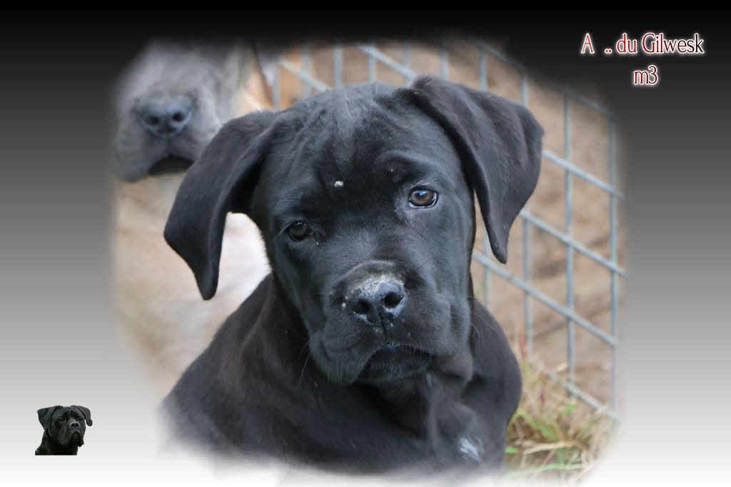 du Gilwesk - Chiots disponibles - Cane Corso