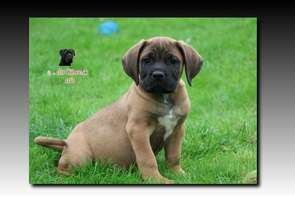 du Gilwesk - Chiots disponibles - Cane Corso