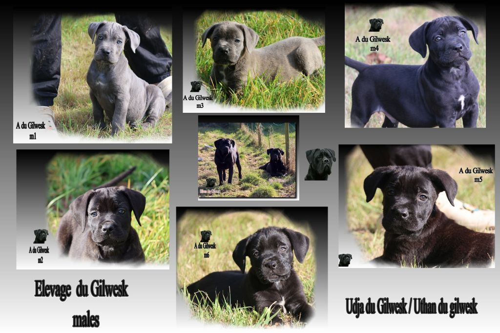 du Gilwesk - Cane Corso - Portée née le 06/07/2025