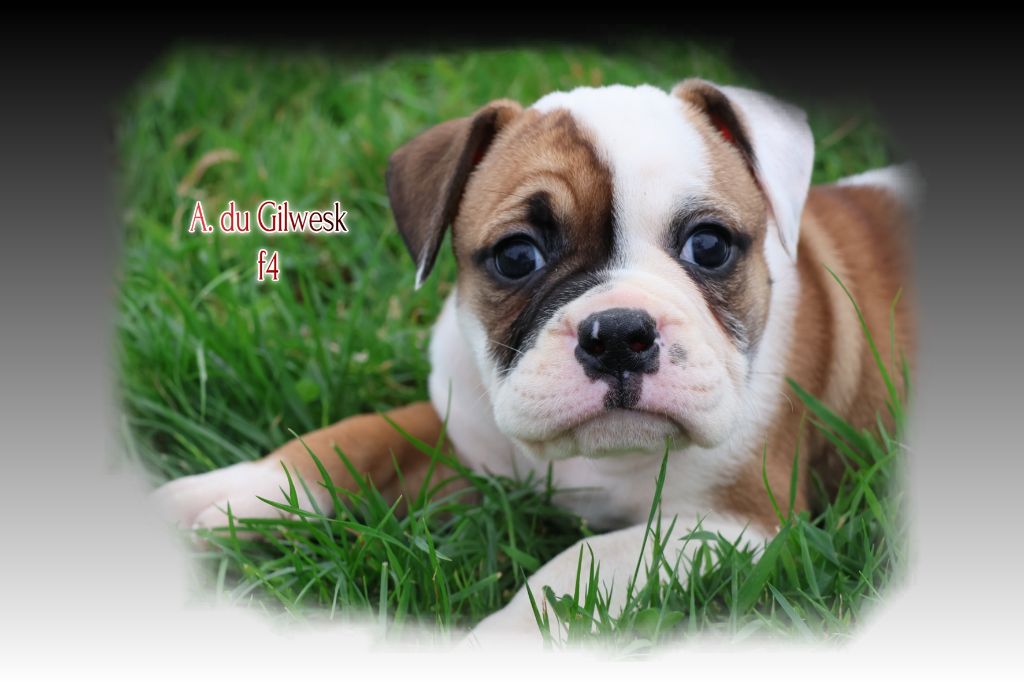du Gilwesk - Chiots disponibles - Bulldog continental