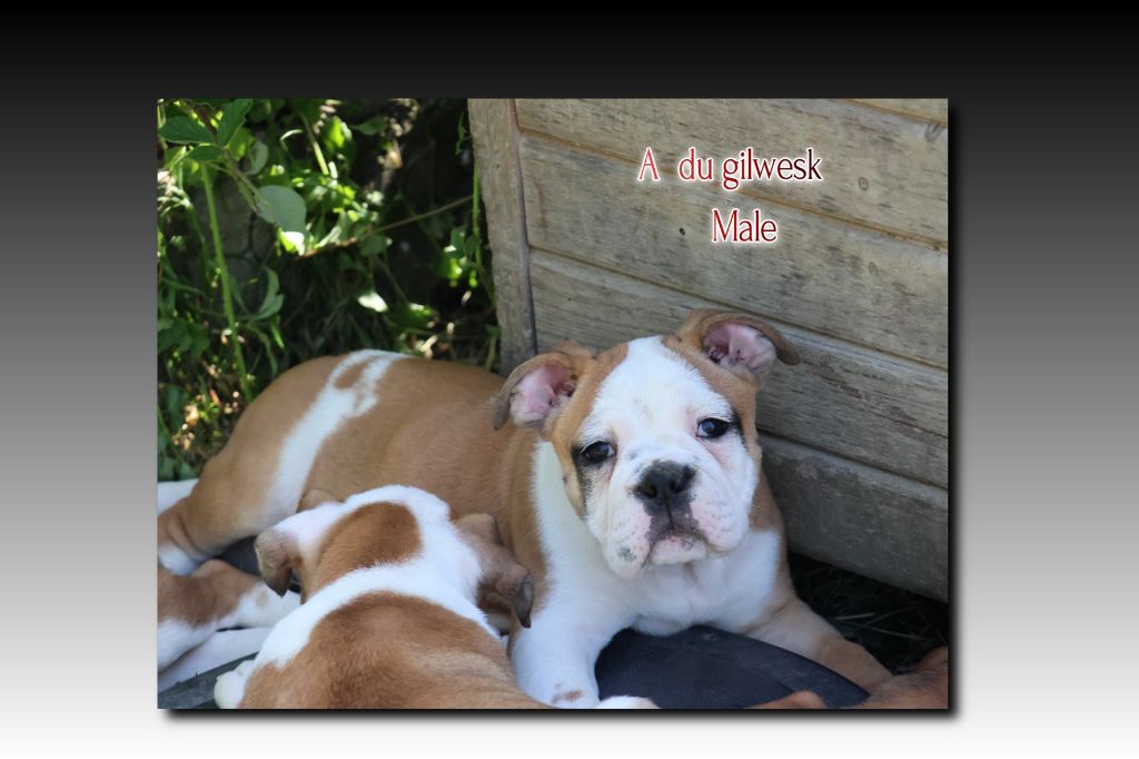 du Gilwesk - Chiots disponibles - Bulldog continental