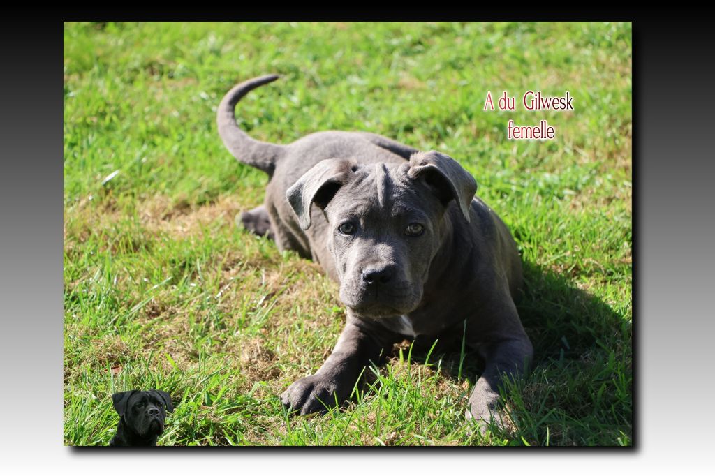 du Gilwesk - Chiots disponibles - Cane Corso