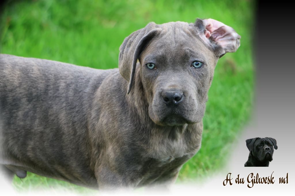 du Gilwesk - Chiots disponibles - Cane Corso