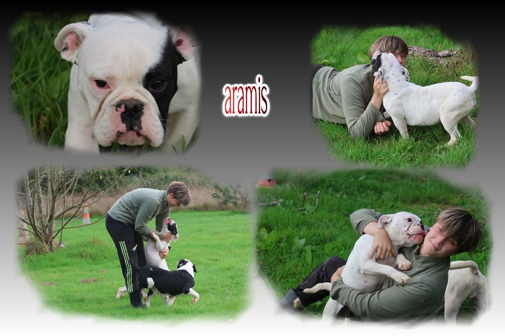 du Gilwesk - Chiots disponibles - Bulldog continental