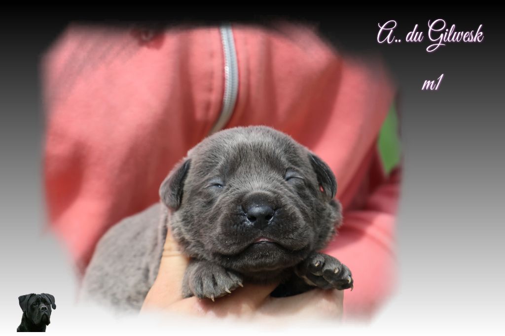 du Gilwesk - Chiots disponibles - Cane Corso