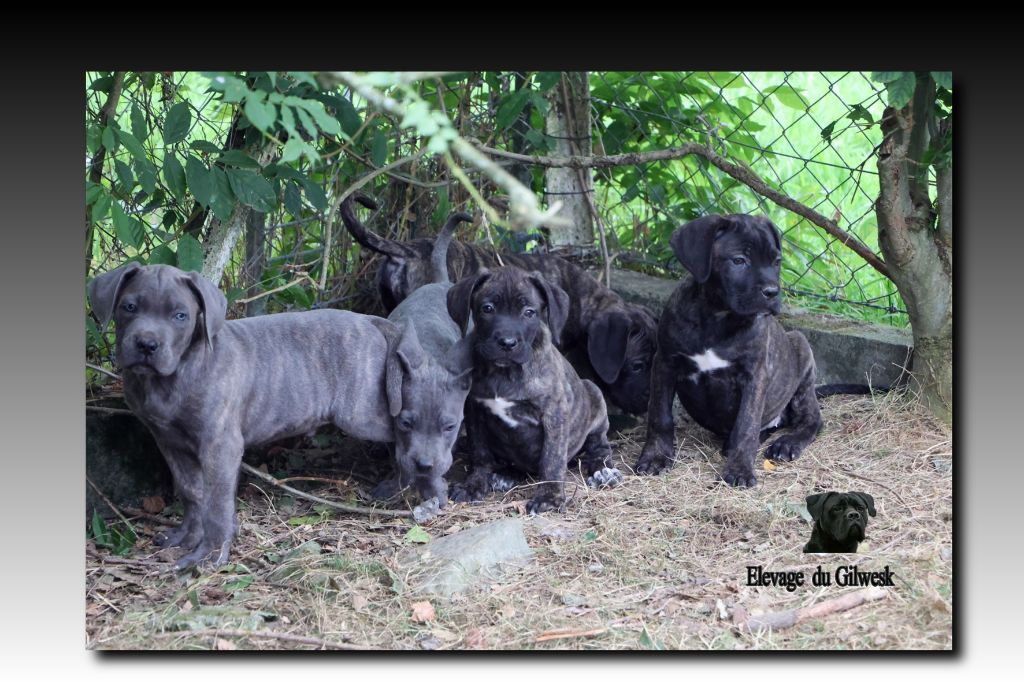 du Gilwesk - Chiots disponibles - Cane Corso